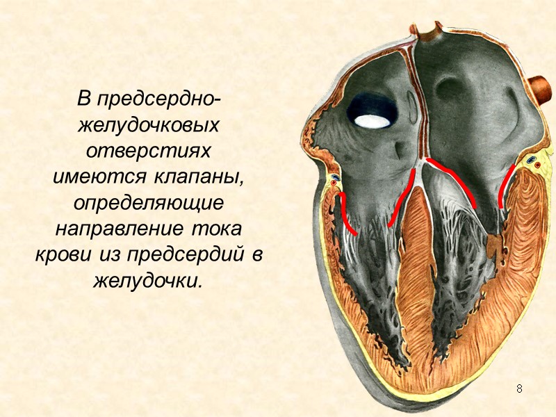 8 В предсердно-желудочковых отверстиях имеются клапаны, определяющие направление тока крови из предсердий в желудочки.